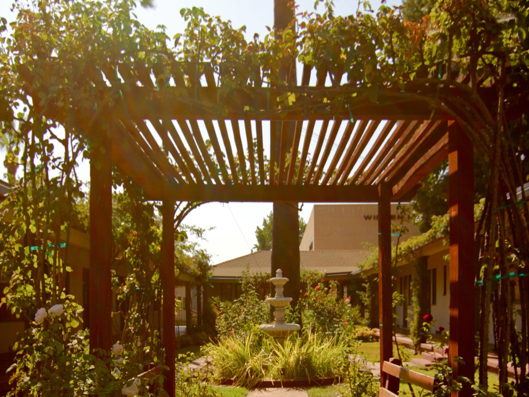 the peaceful rose garden on a sunny day