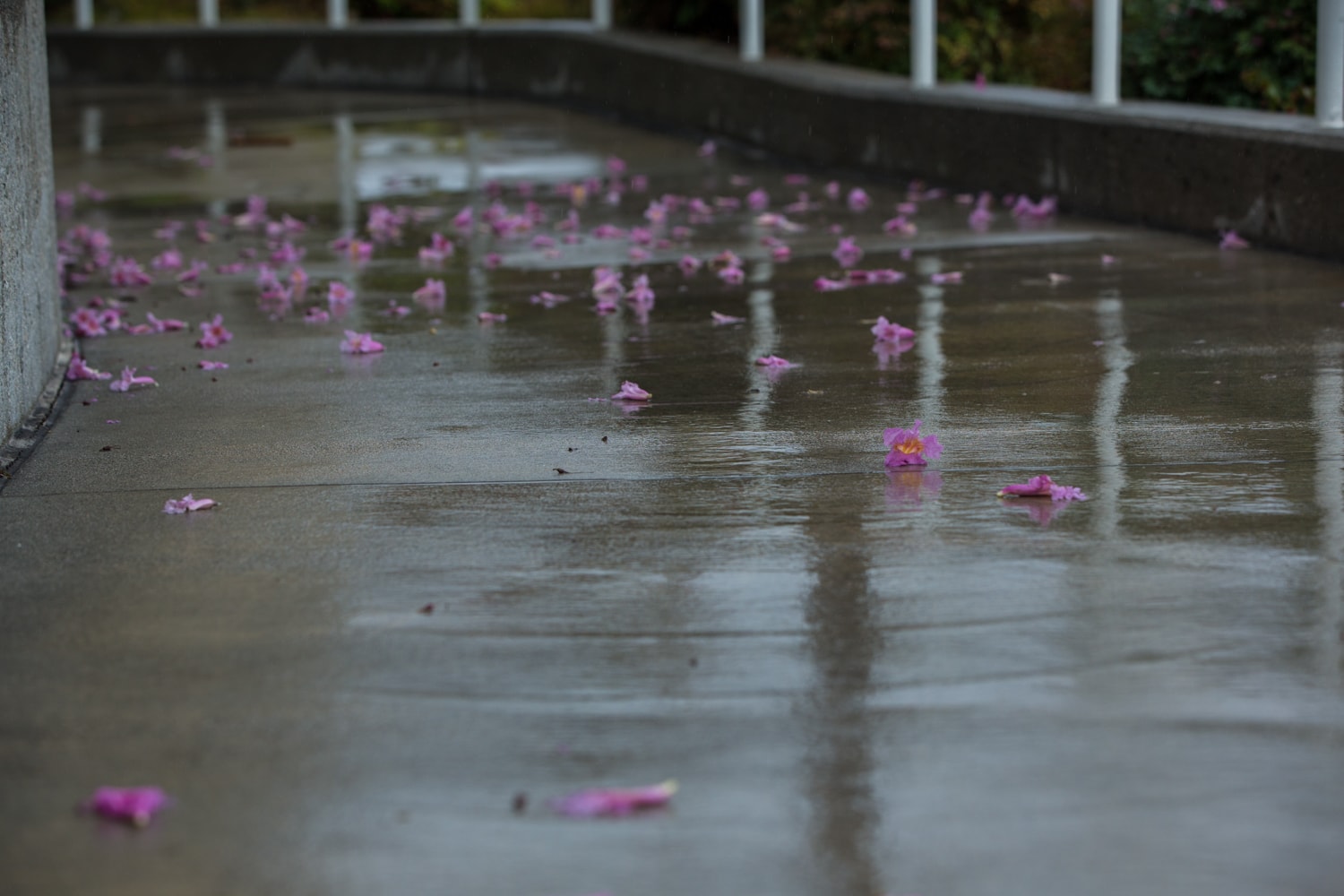 purple leaves on the floor during rainy day