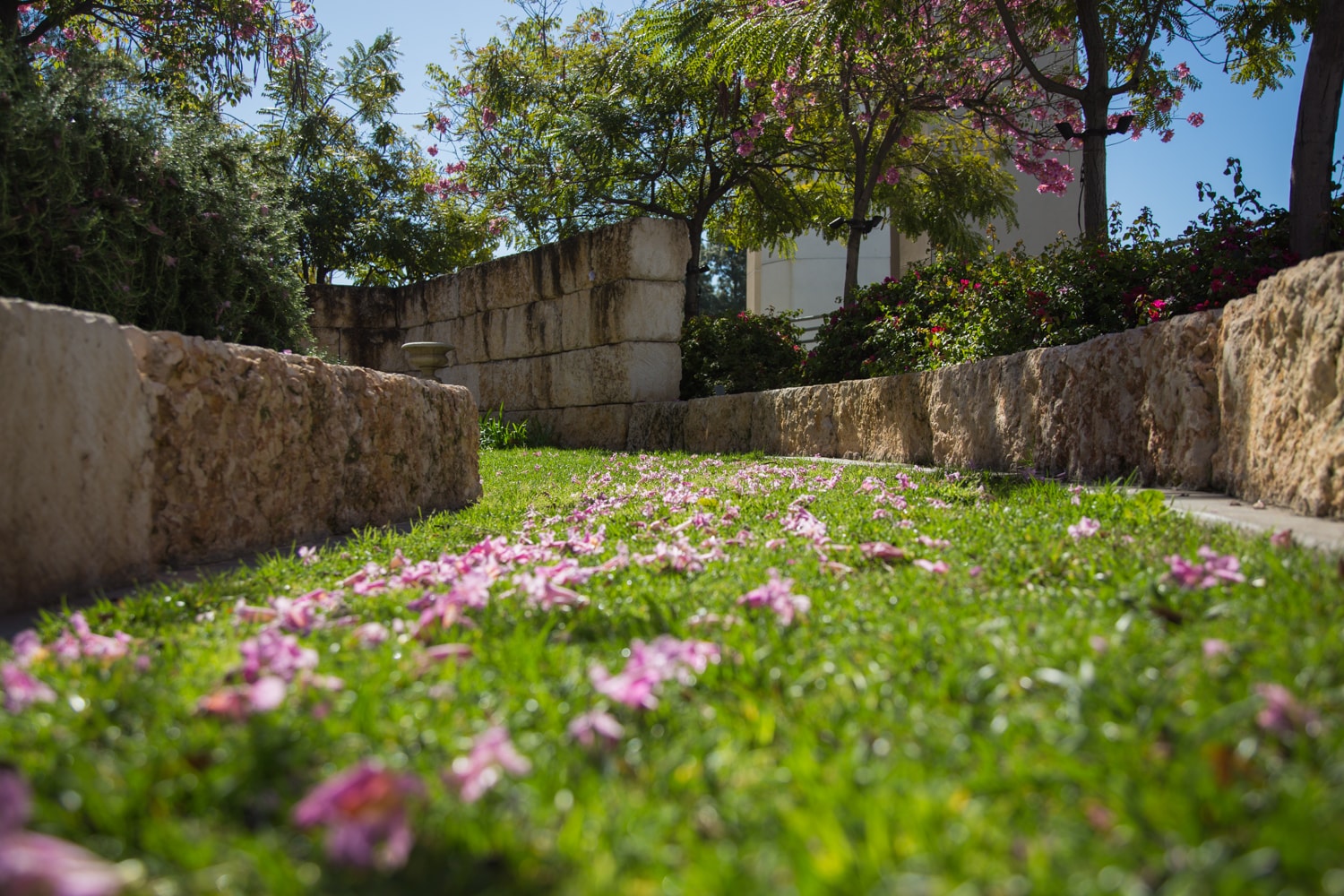 grass from west campus with purple leaves on it